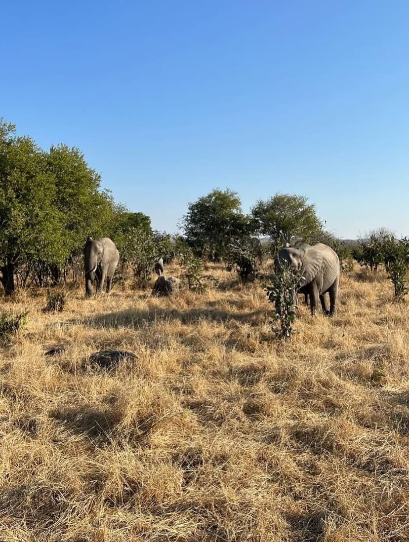 Nyerere safari photo