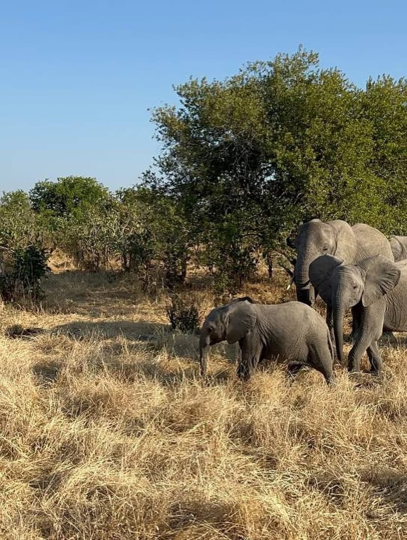 Nyerere safari photo