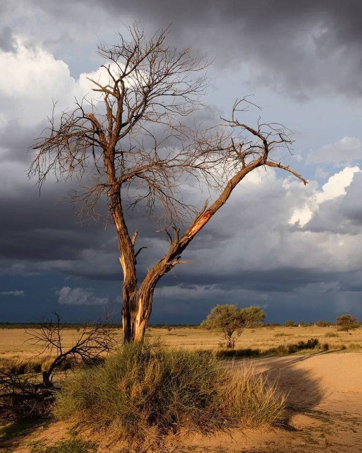 Mikumi + Ruaha Adventure