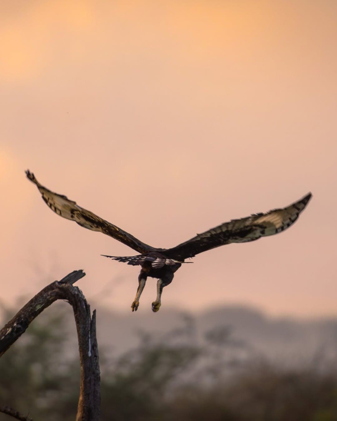 Mikumi National Park