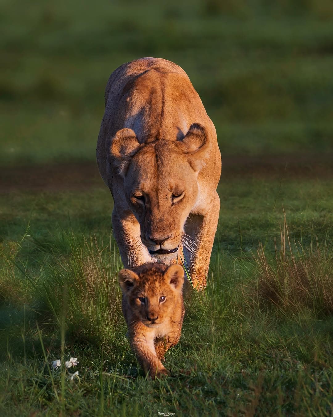 Nyerere National Park
