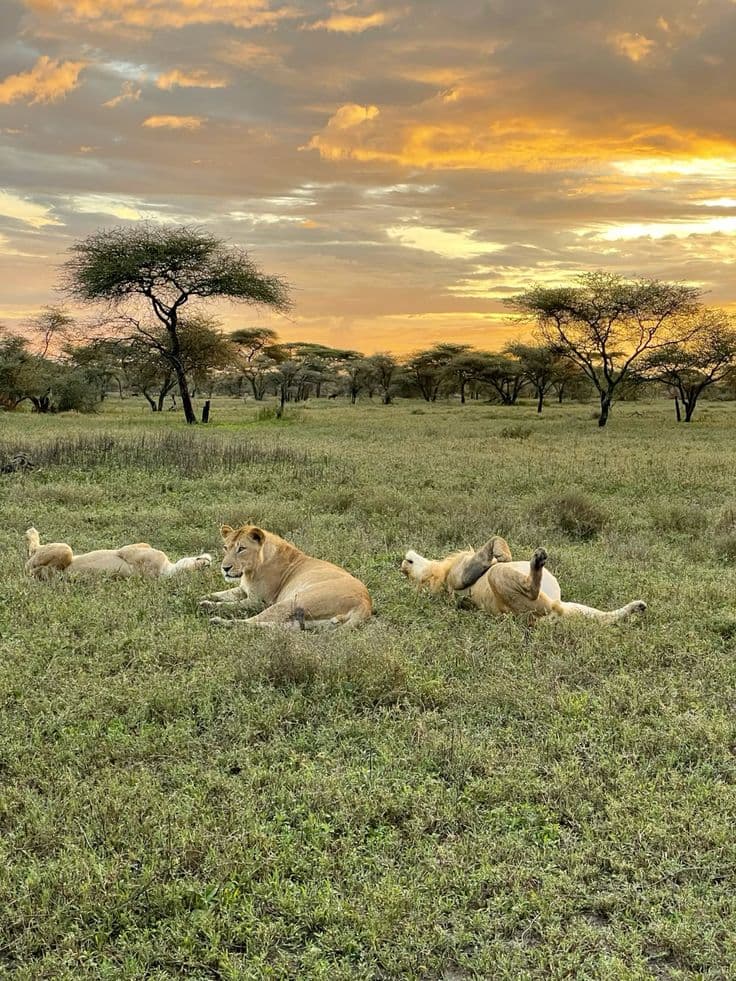 Ruaha Wild Escape