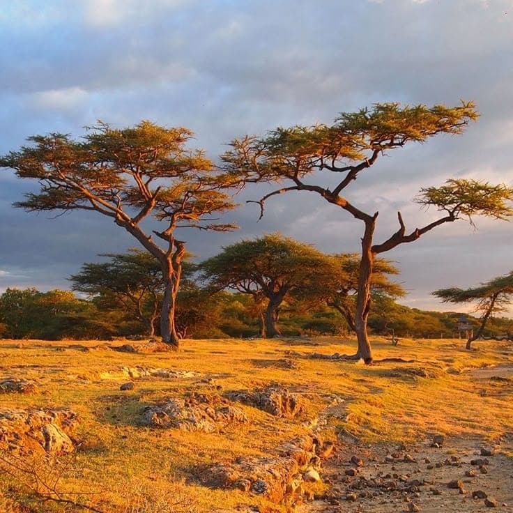 Wildlife on safari in Tanzania