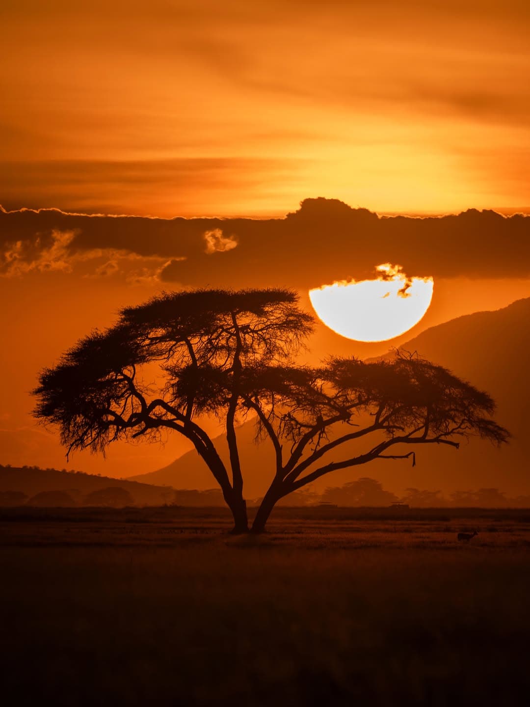 Ruaha National Park